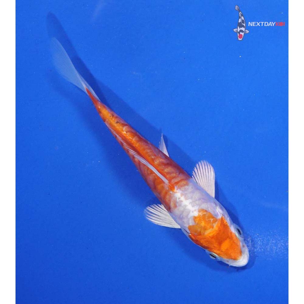 4” Imported Kikusui