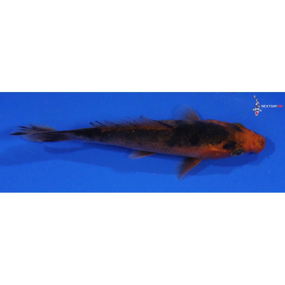 4” Imported Doitsu Kin Aka Bekko