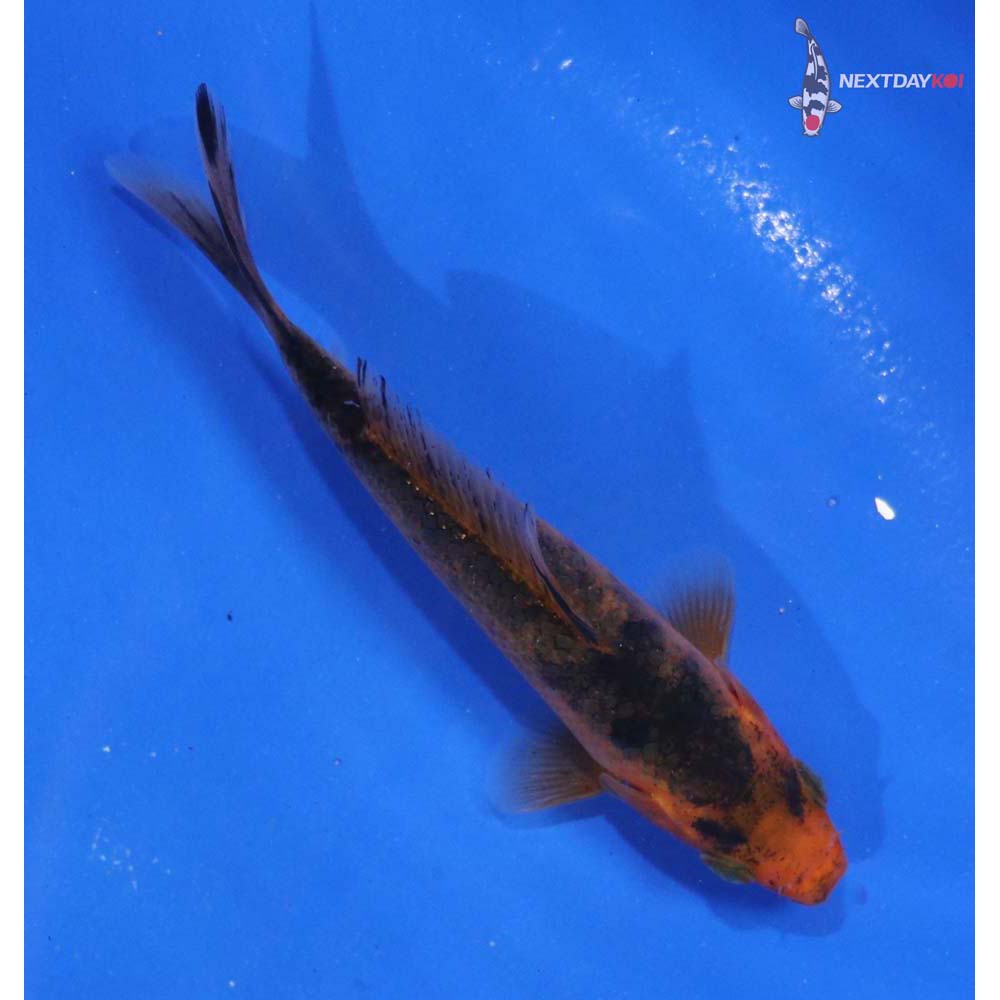 4” Imported Doitsu Kin Aka Bekko