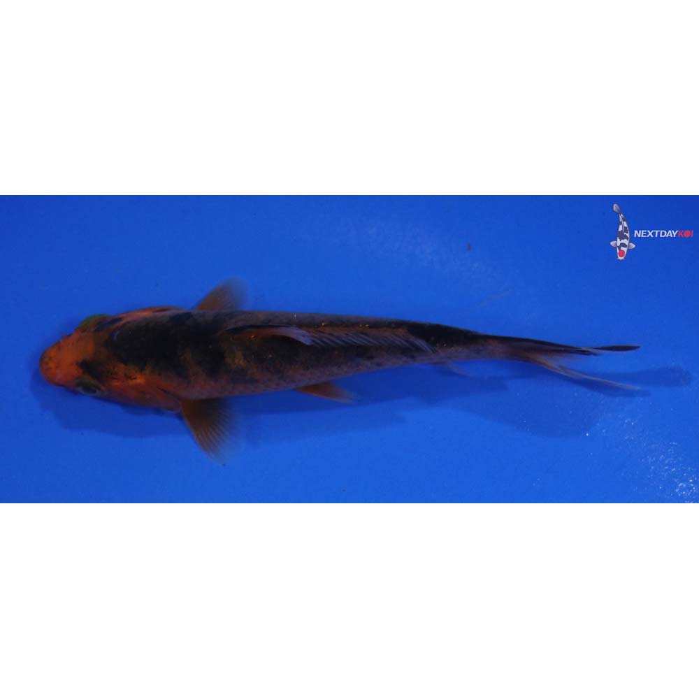 4” Imported Doitsu Kin Aka Bekko