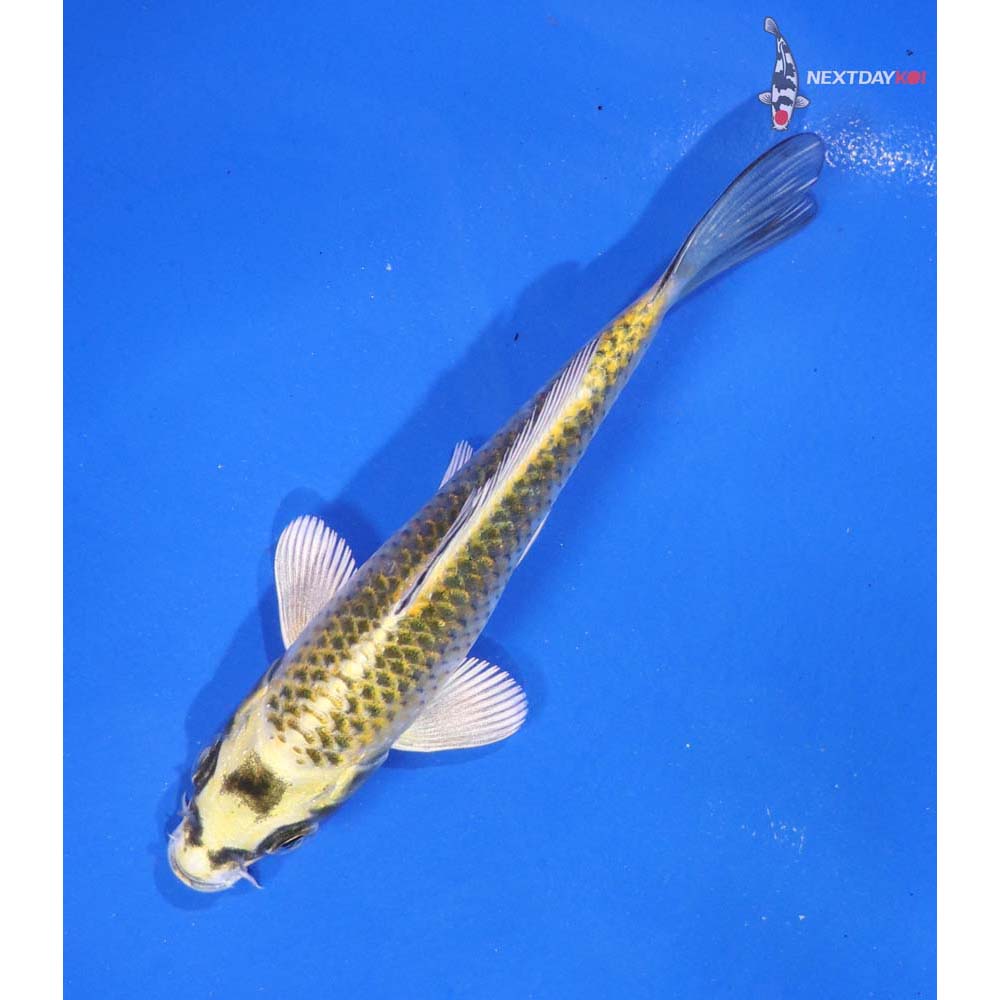 5” Imported Kujaku