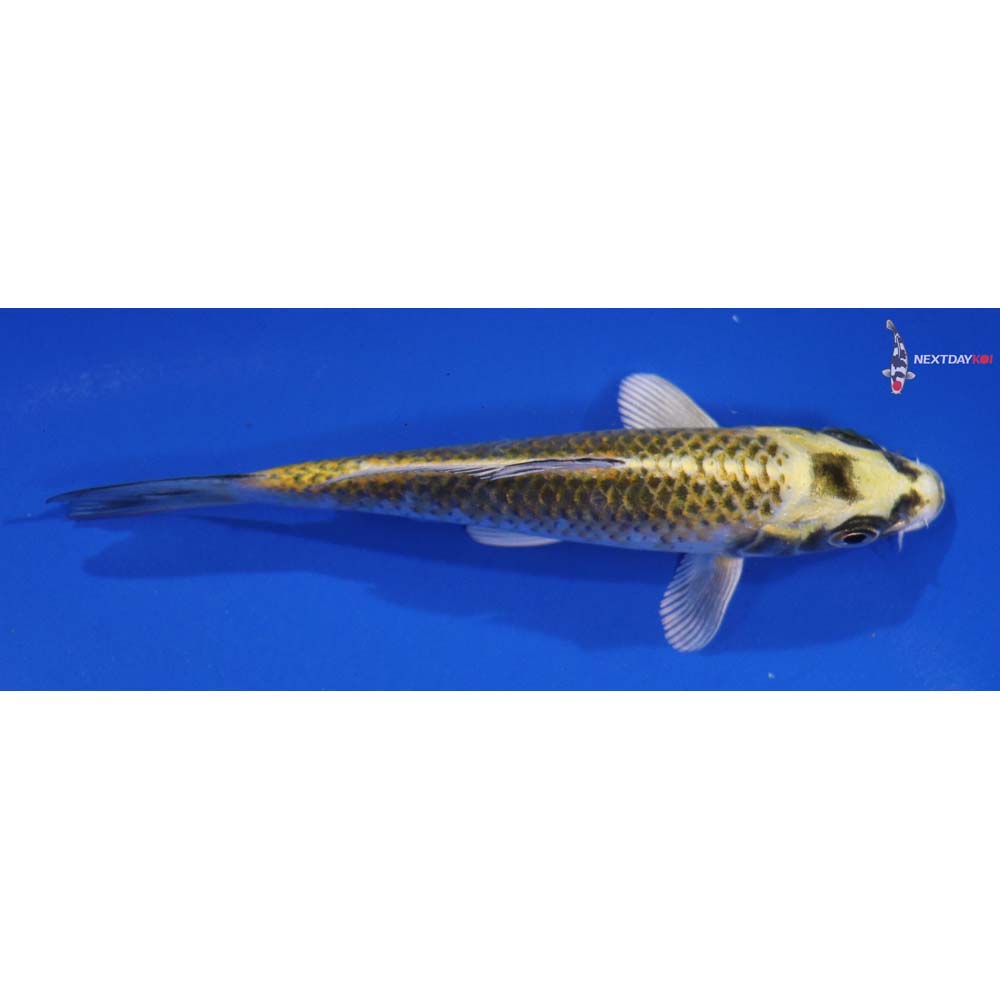 5” Imported Kujaku