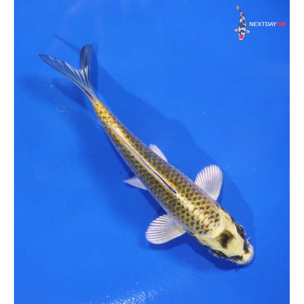 5” Imported Kujaku