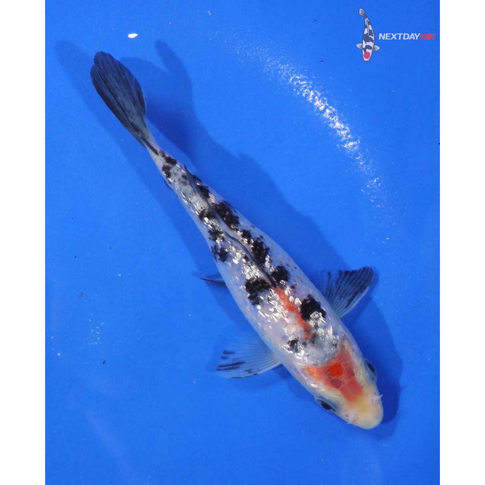 5” Imported Gin Rin Sanke