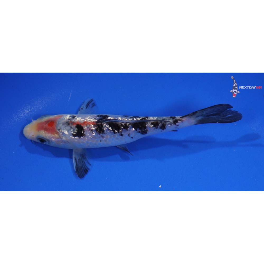 5” Imported Gin Rin Sanke