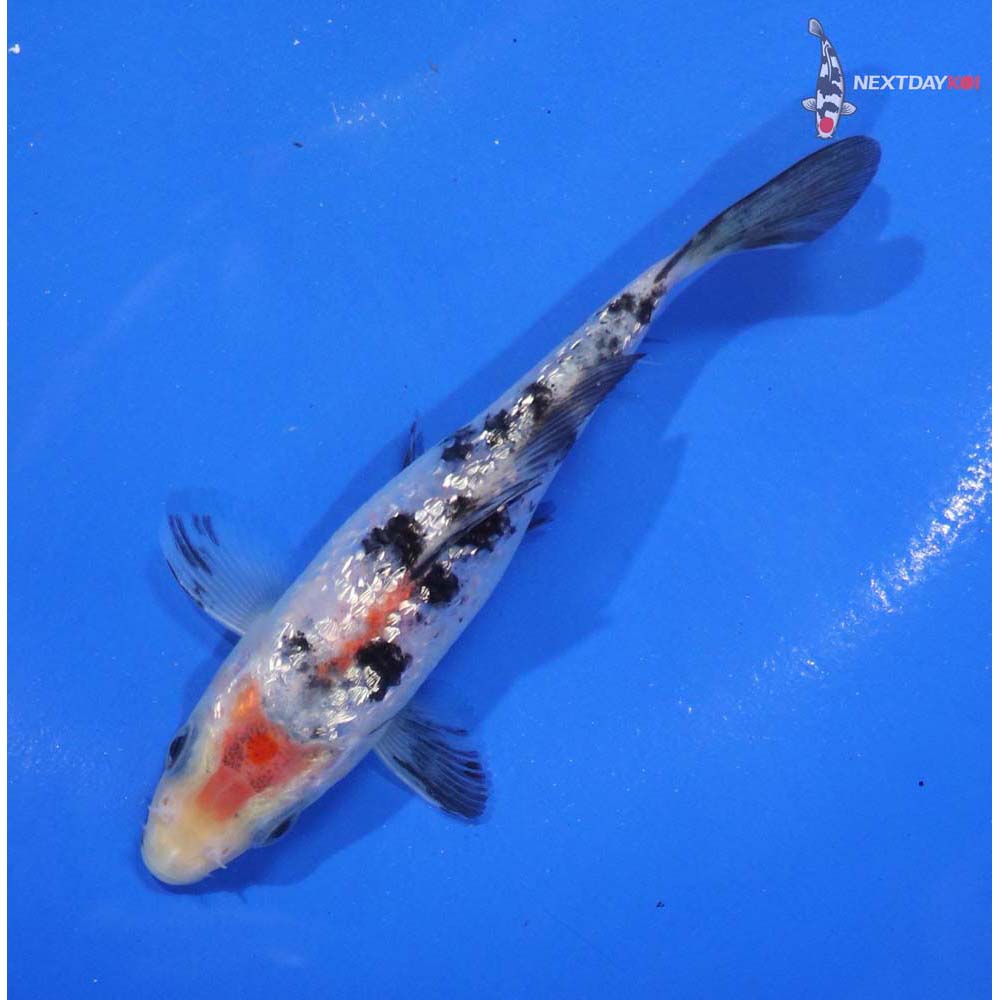 5” Imported Gin Rin Sanke