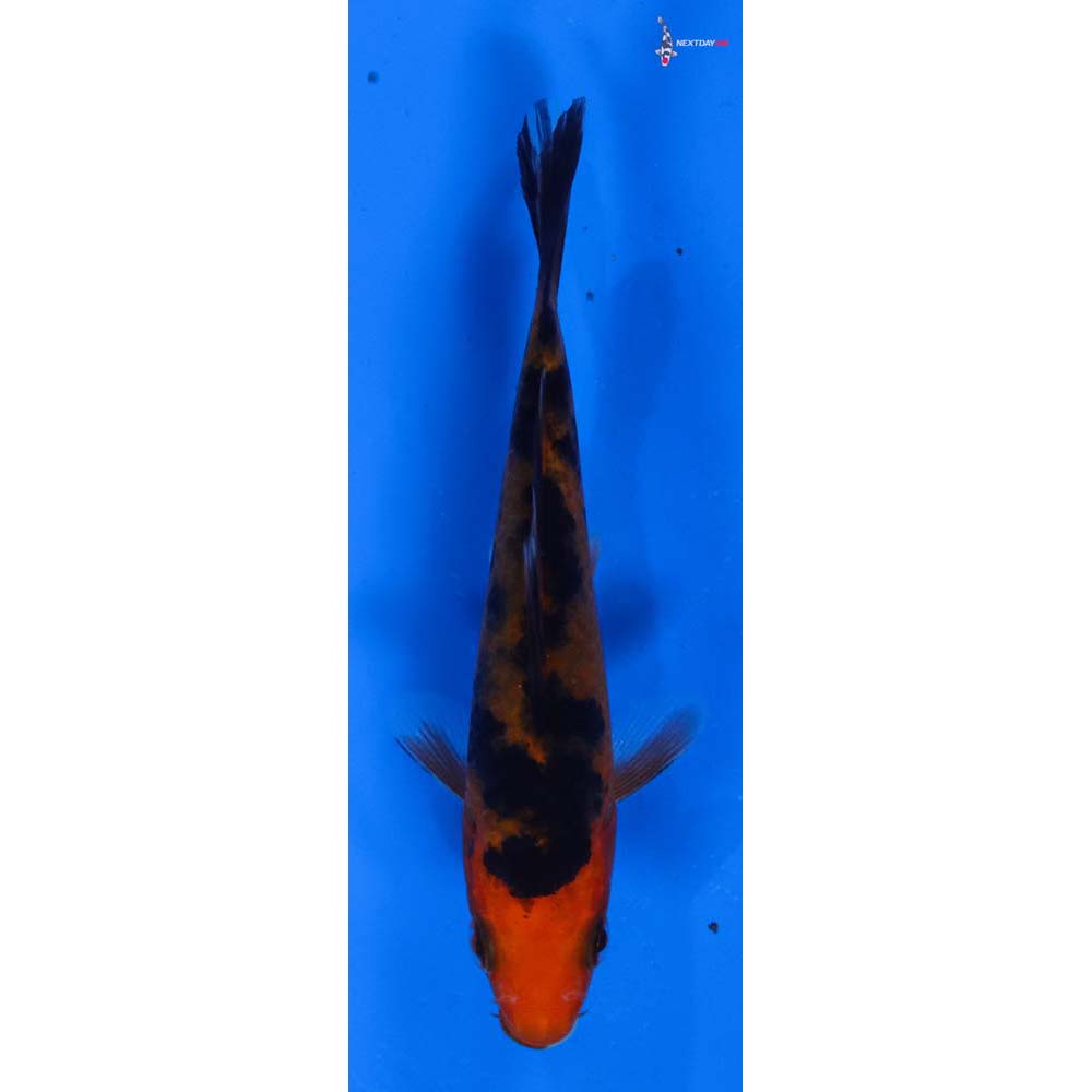 4” Imported Aka Bekko
