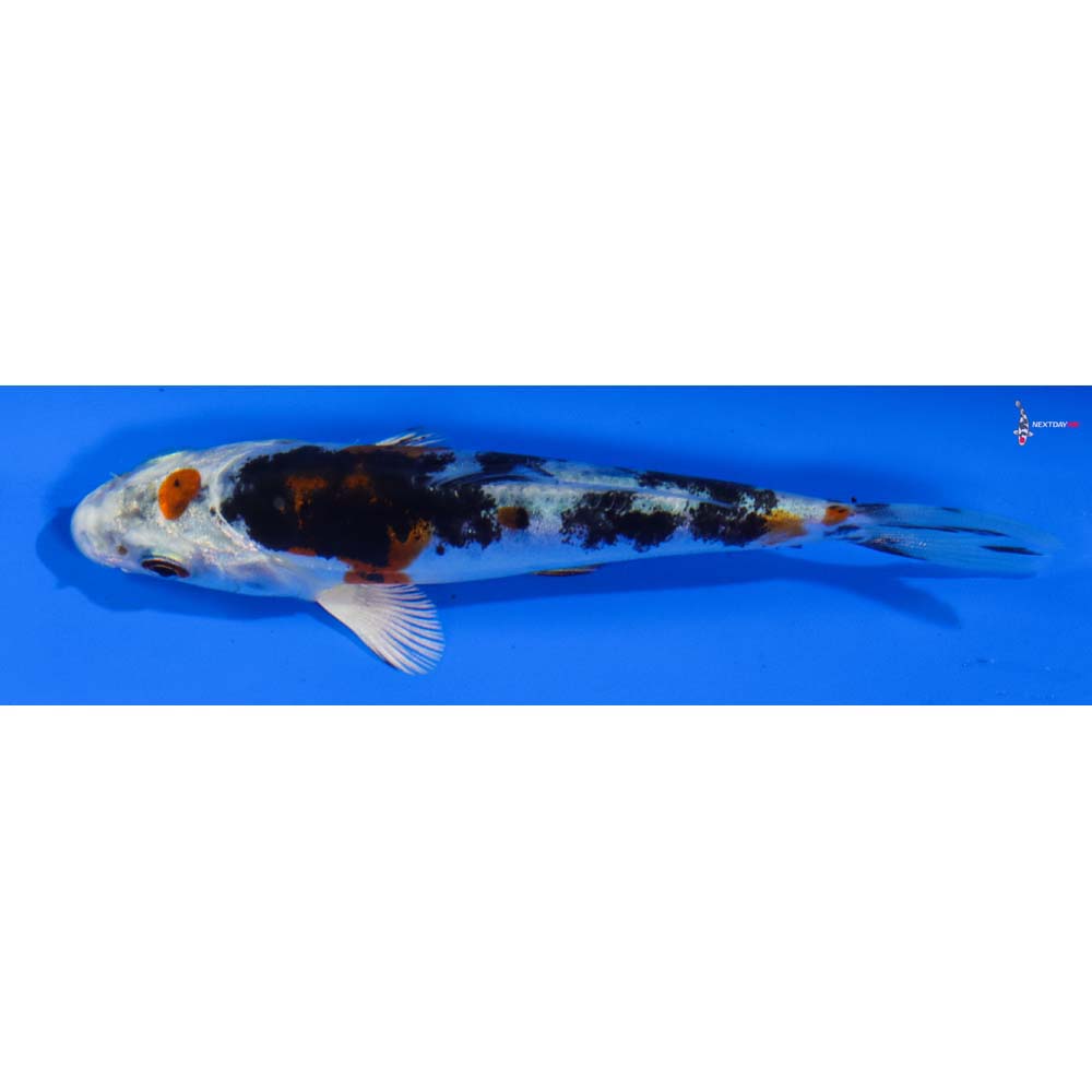 4” Imported Heisei Nishiki