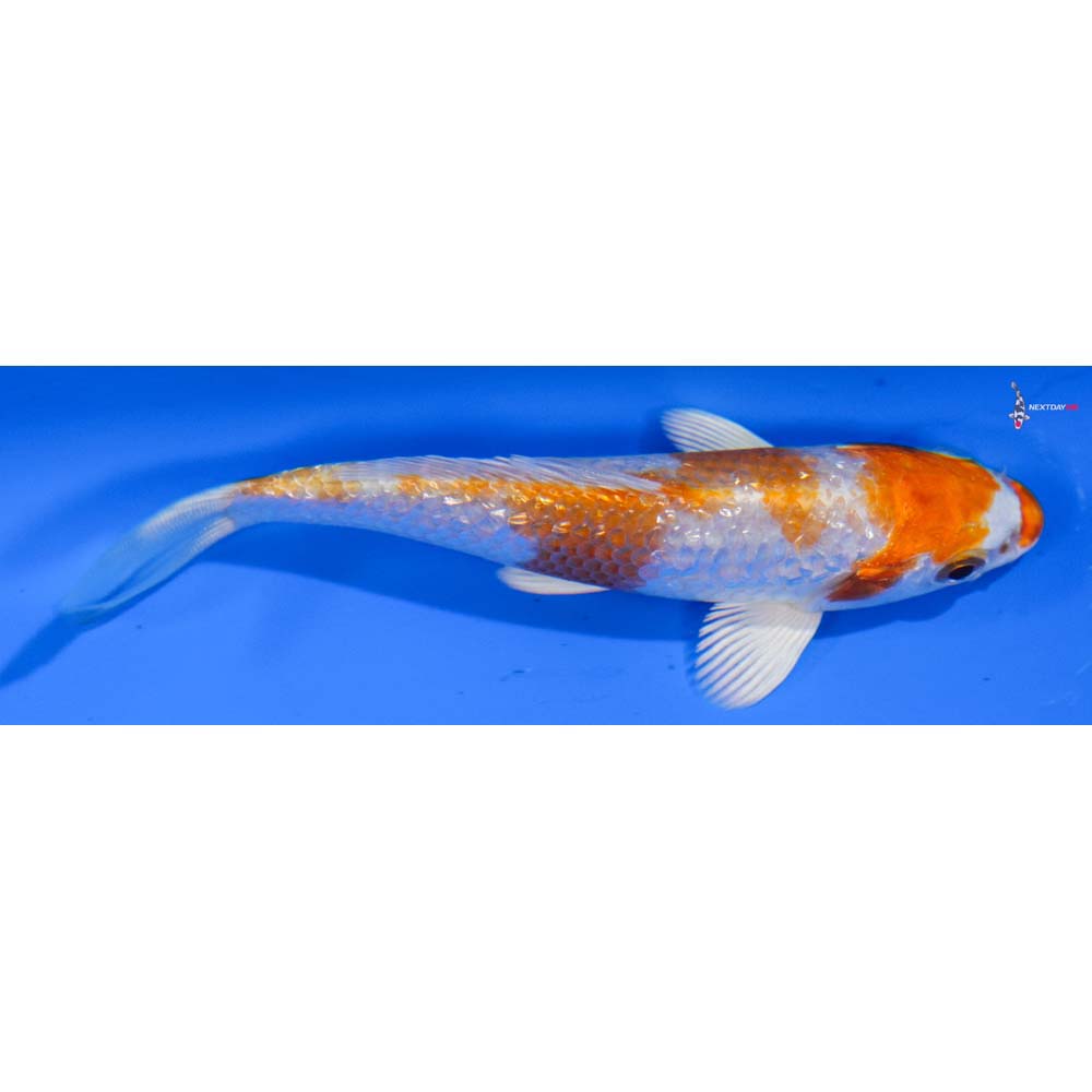 4” Imported Gin Rin Hariwake