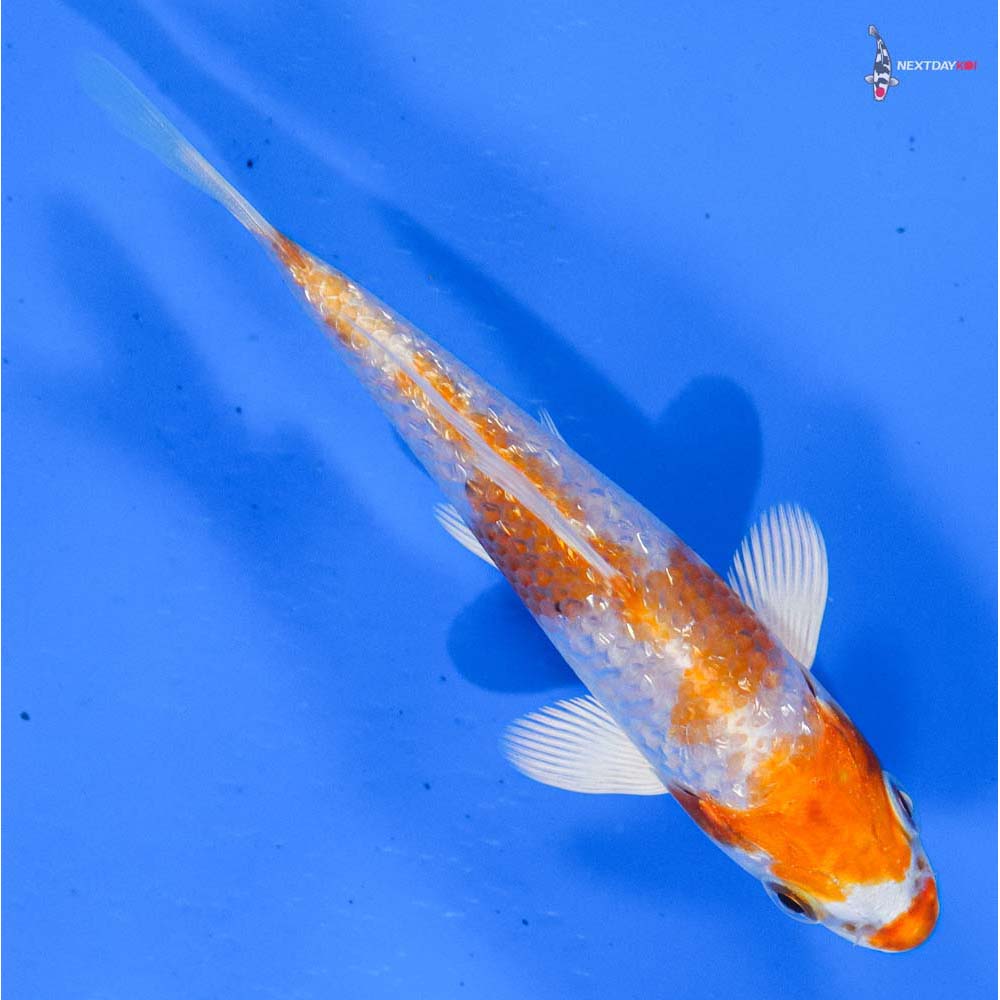 4” Imported Gin Rin Hariwake