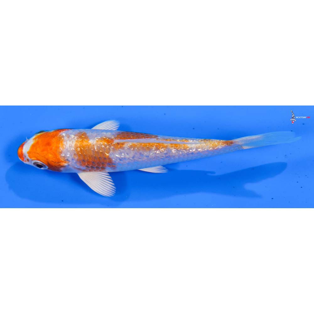 4” Imported Gin Rin Hariwake