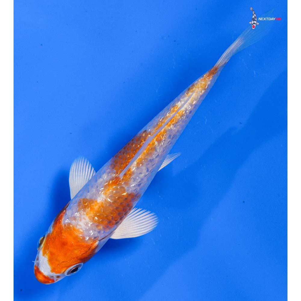 4” Imported Gin Rin Hariwake