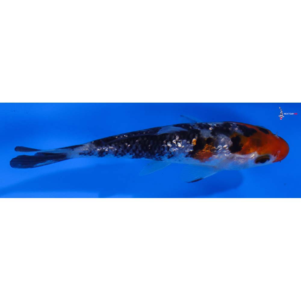 4” Imported Gin Rin Sanke