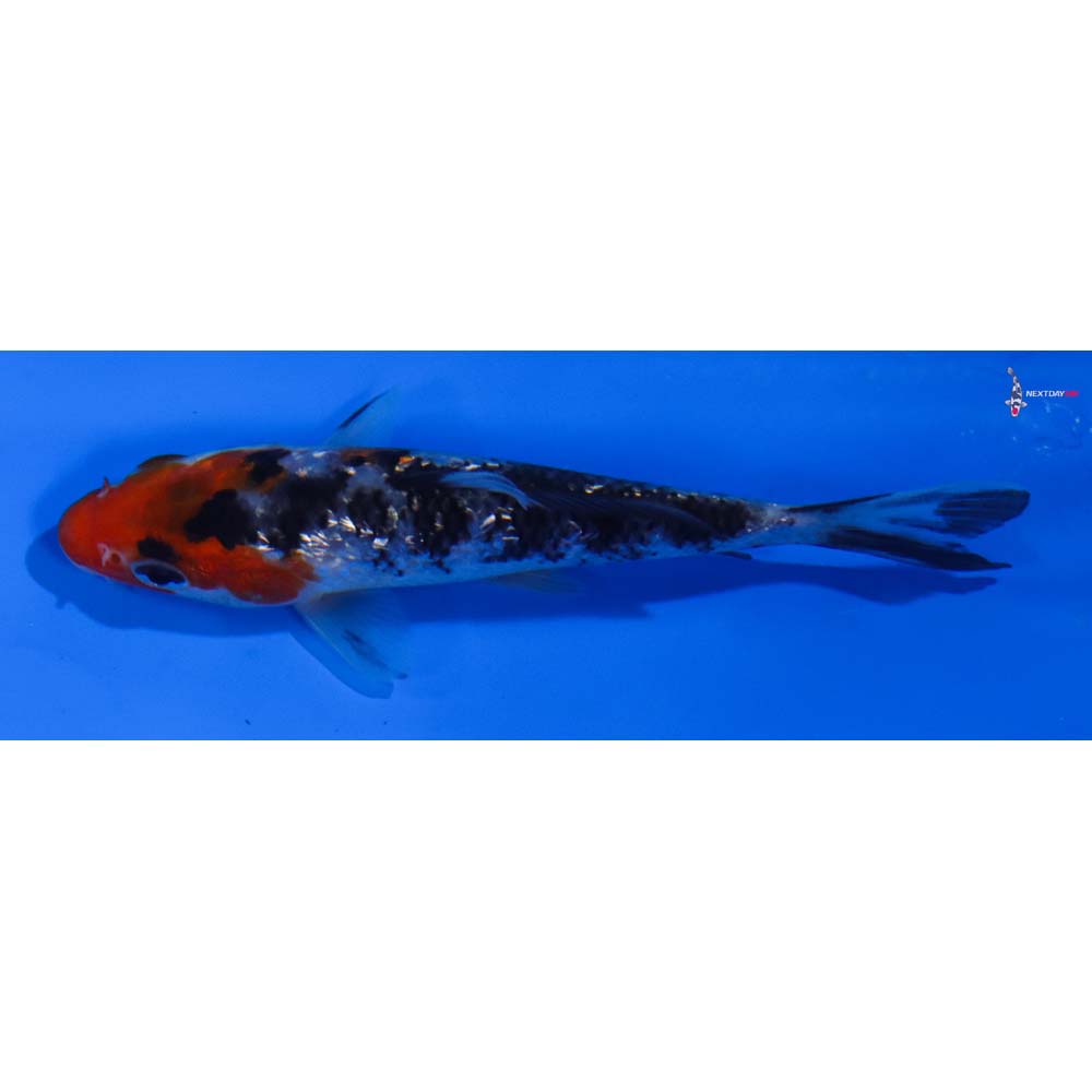 4” Imported Gin Rin Sanke