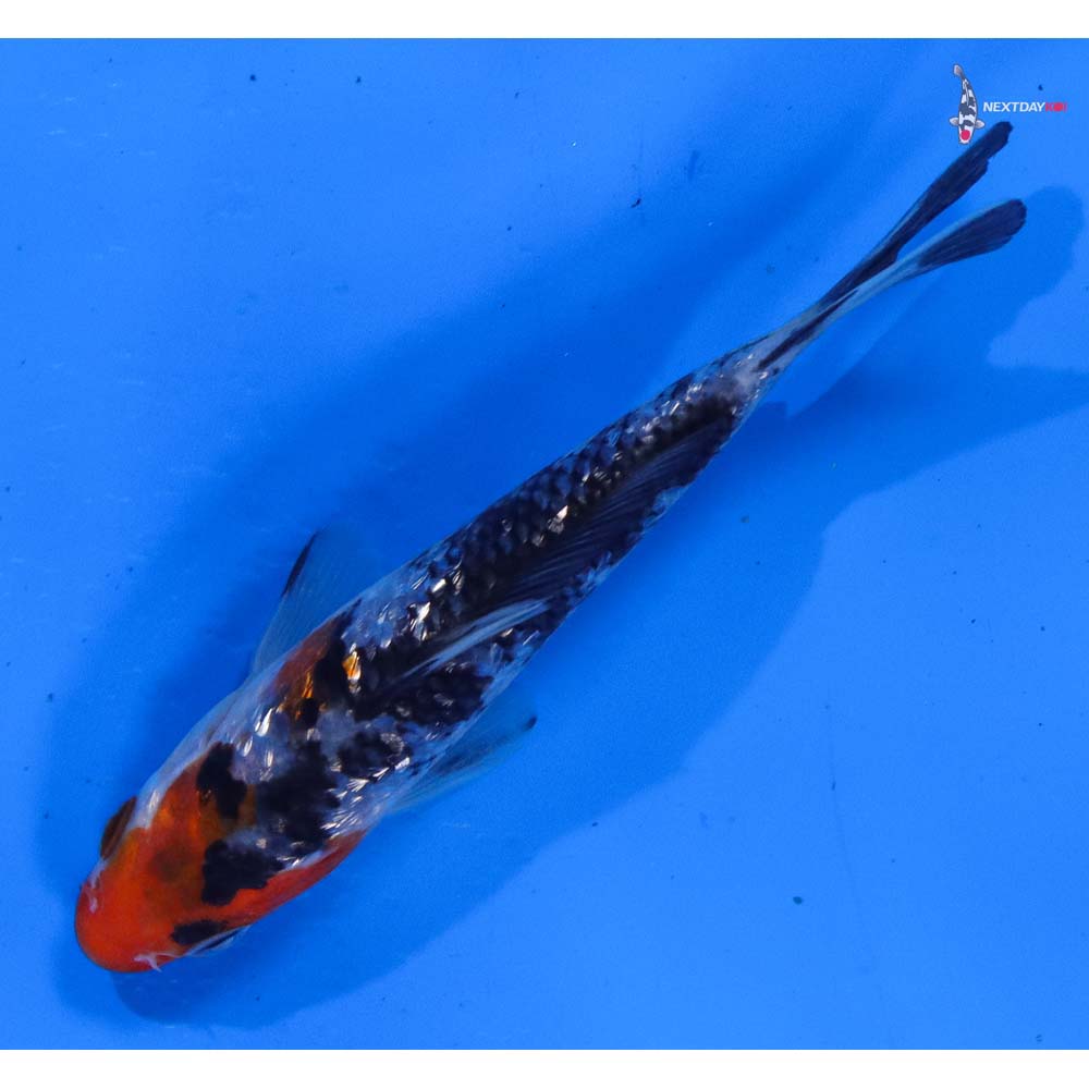 4” Imported Gin Rin Sanke