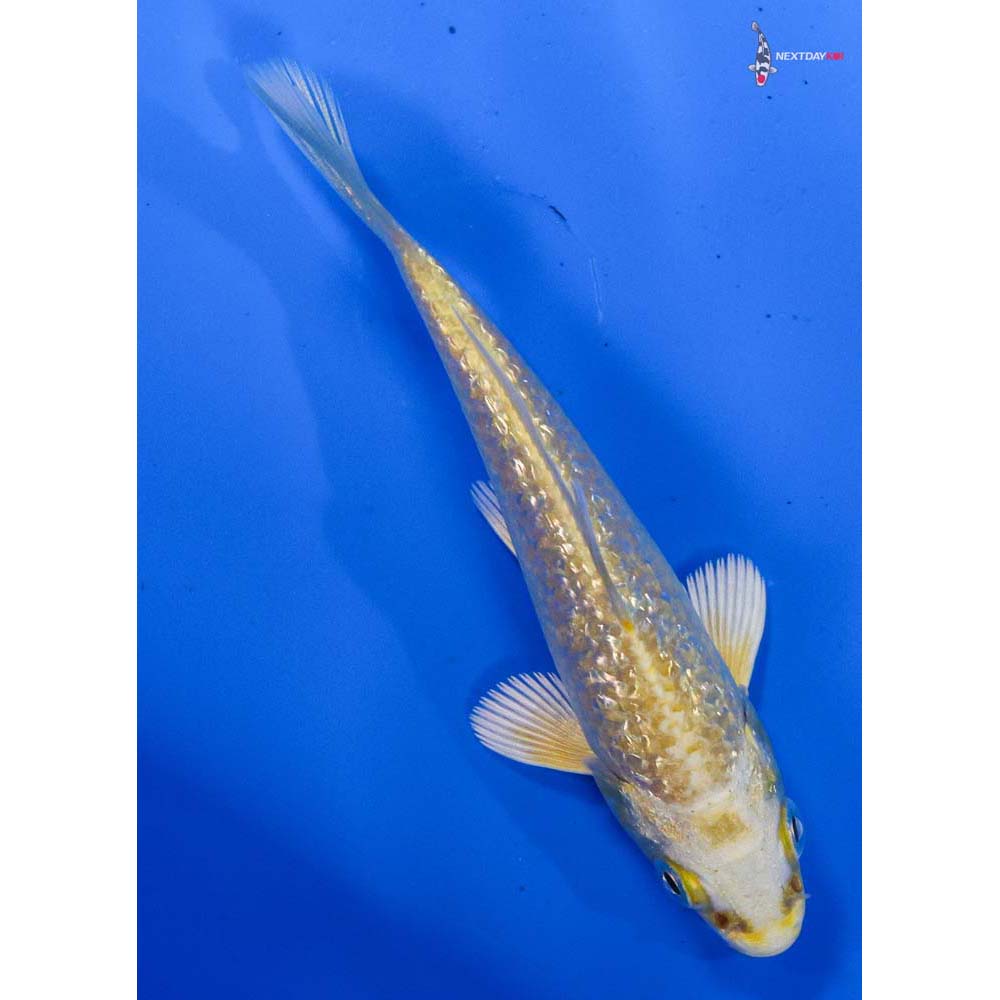 4” Imported Gin Rin Yamabuki Ogon