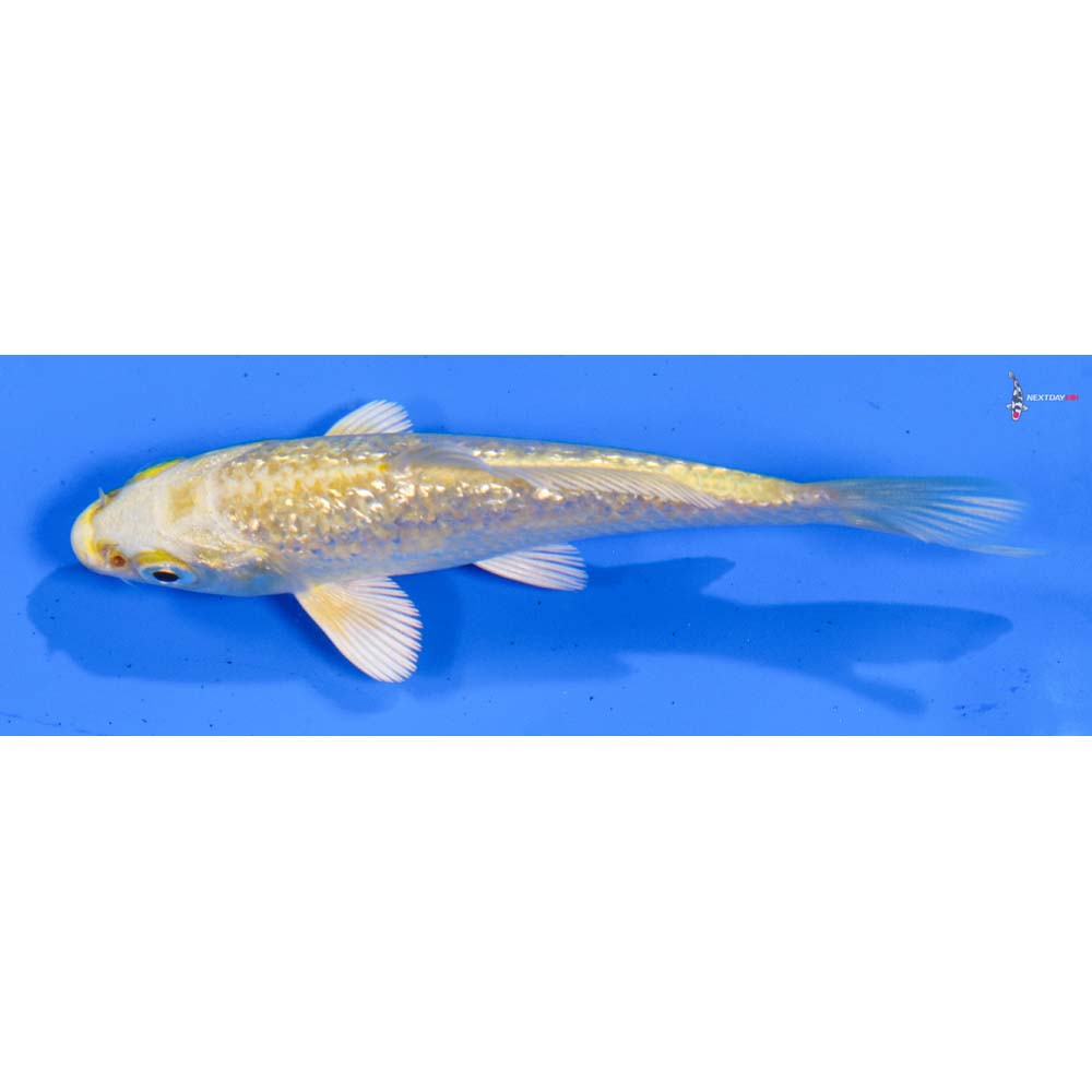 4” Imported Gin Rin Yamabuki Ogon