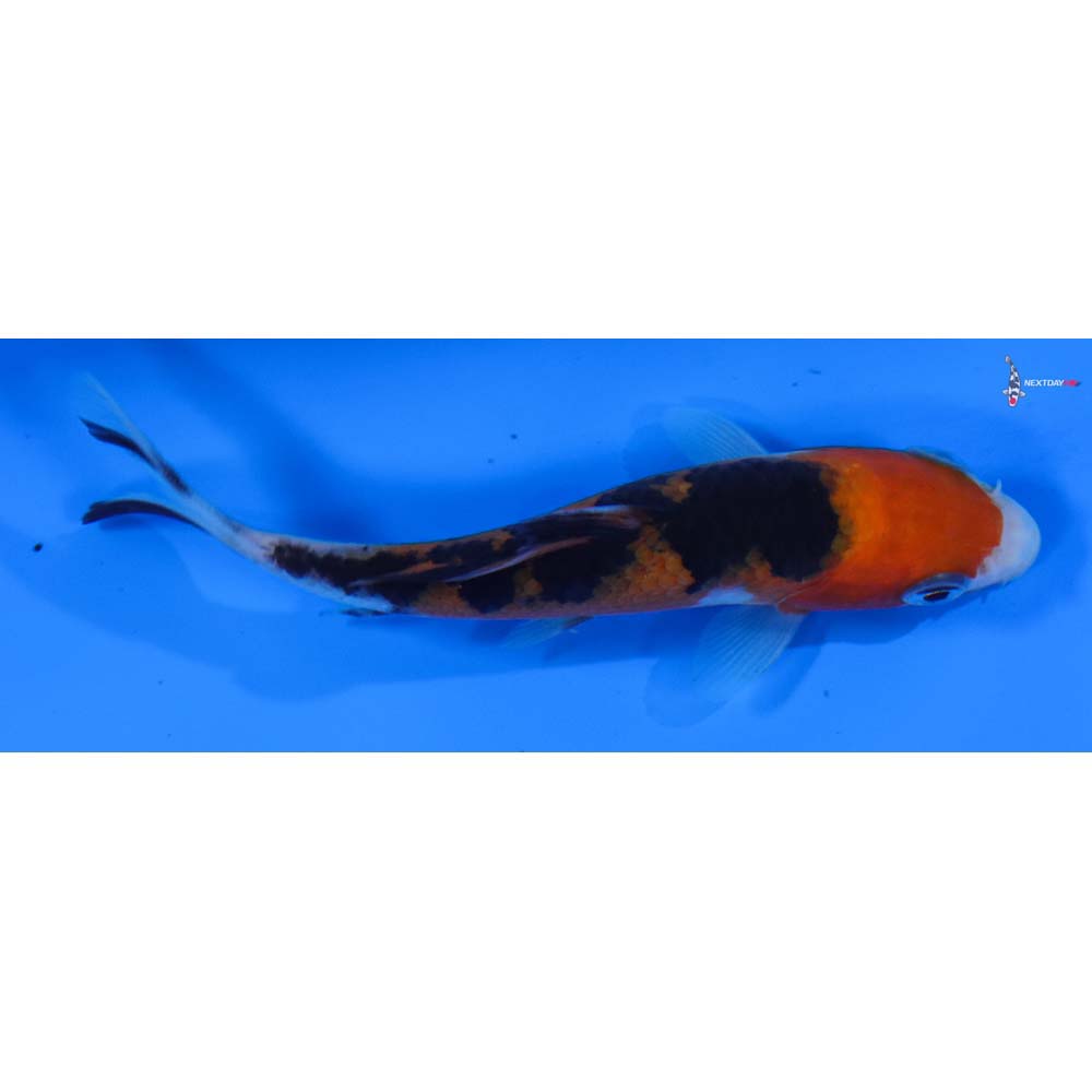 4” Imported Sanke