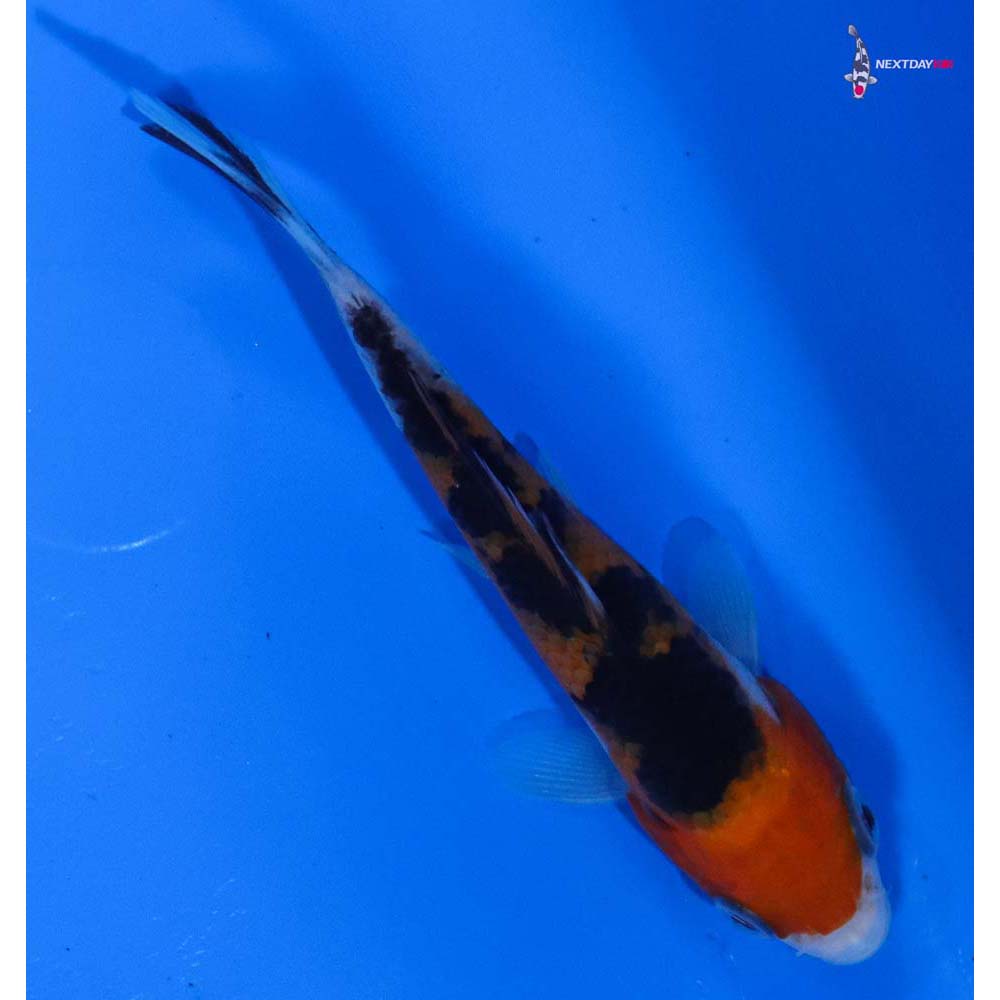 4” Imported Sanke