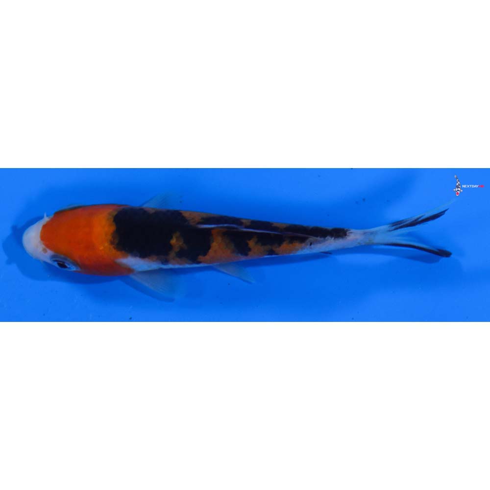 4” Imported Sanke