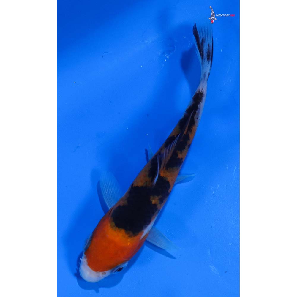 4” Imported Sanke