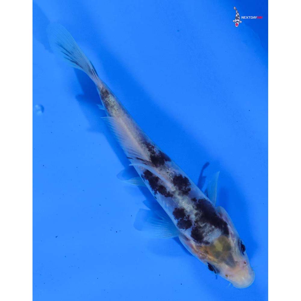 4” Imported Doitsu Shiro Bekko