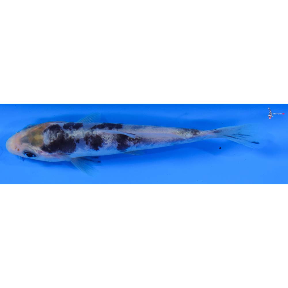 4” Imported Doitsu Shiro Bekko