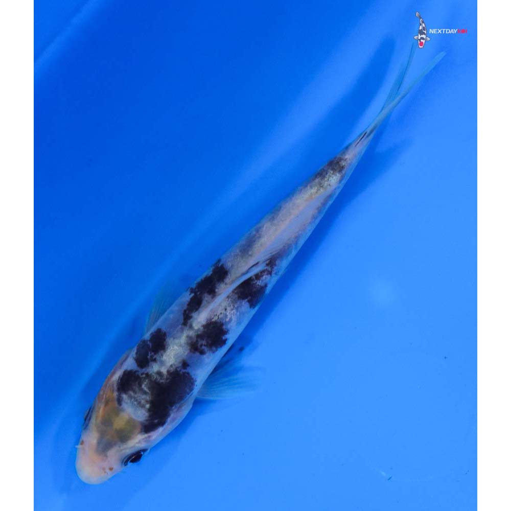 4” Imported Doitsu Shiro Bekko