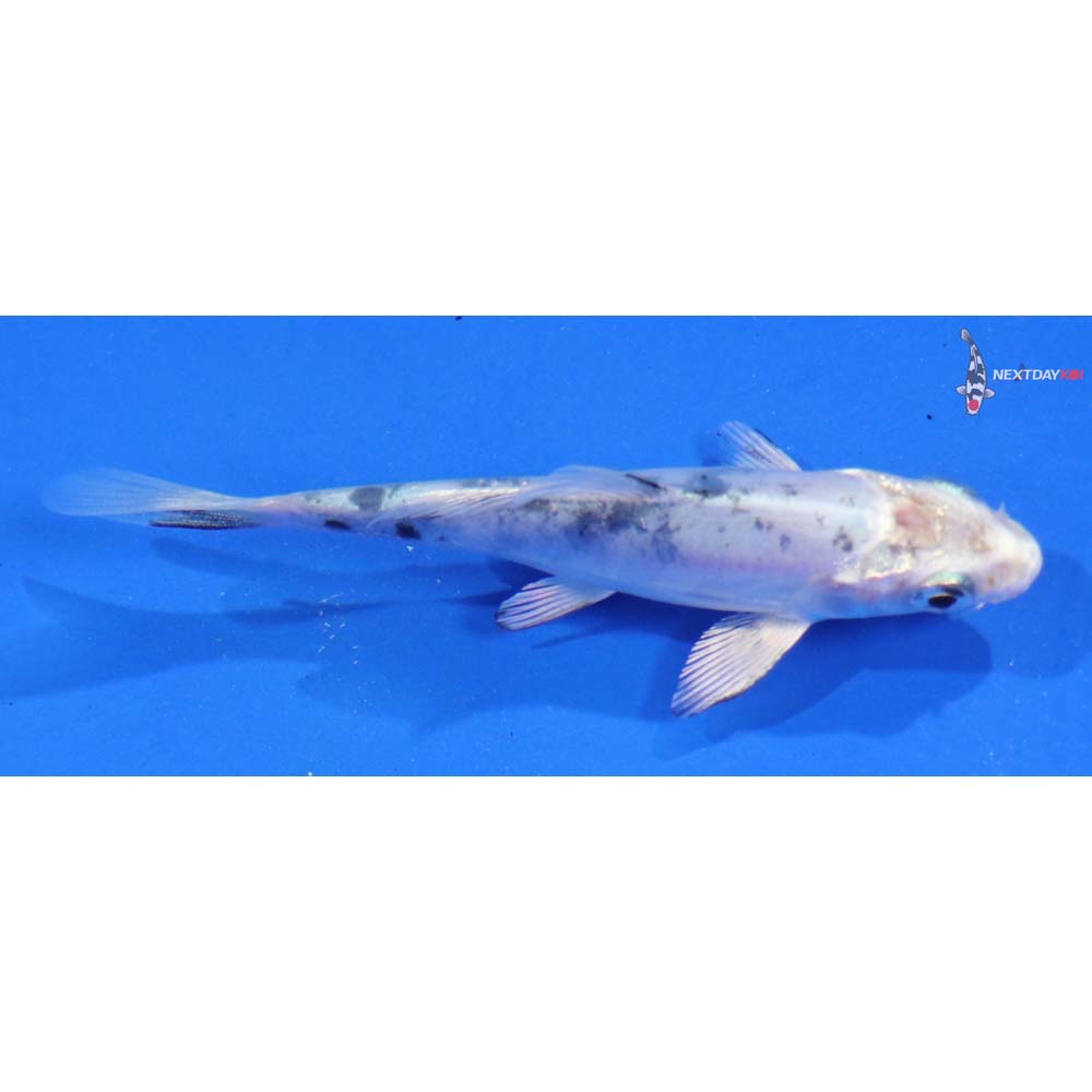 3.5” Imported Doitsu Gin Shiro Bekko