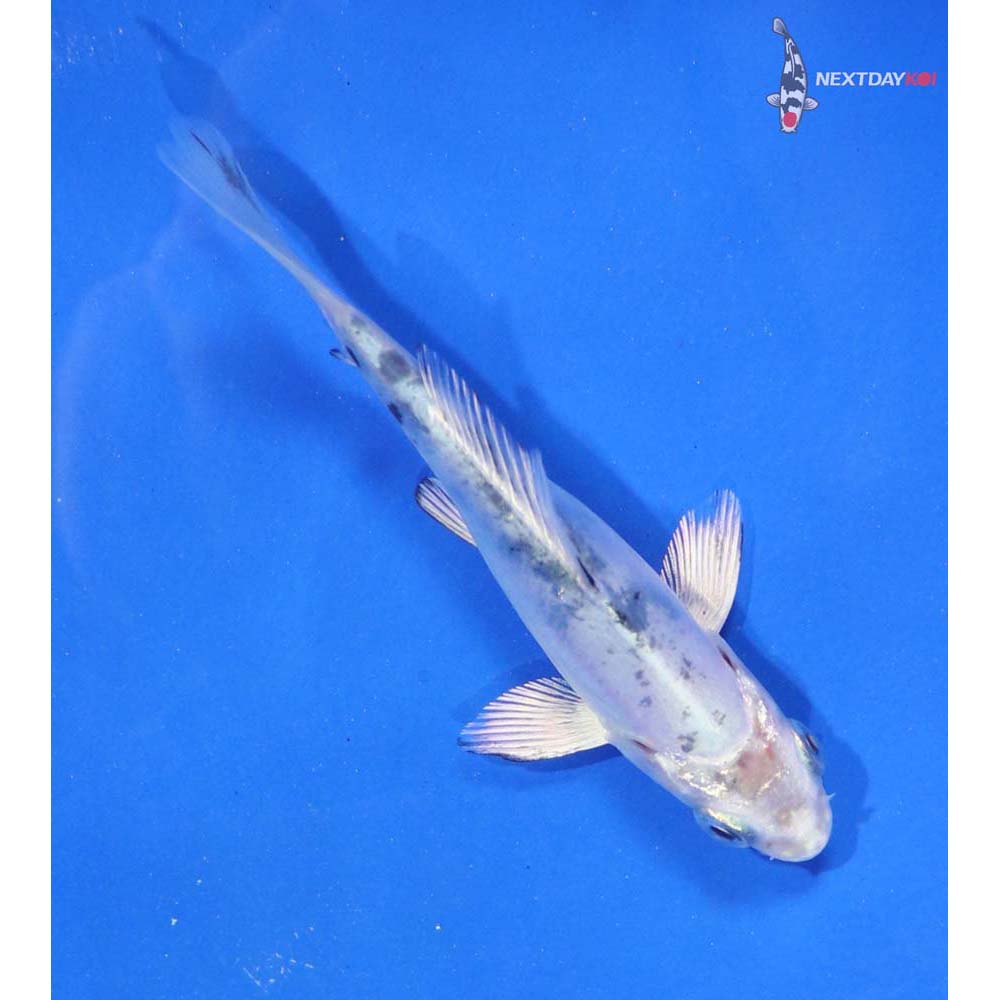 3.5” Imported Doitsu Gin Shiro Bekko