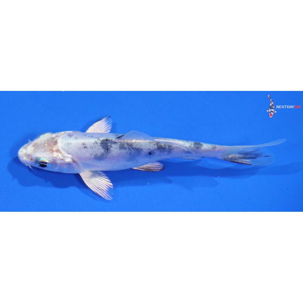 3.5” Imported Doitsu Gin Shiro Bekko