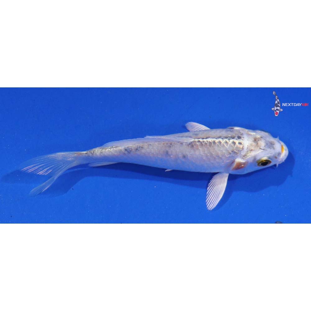 3.5” Imported Kujaku