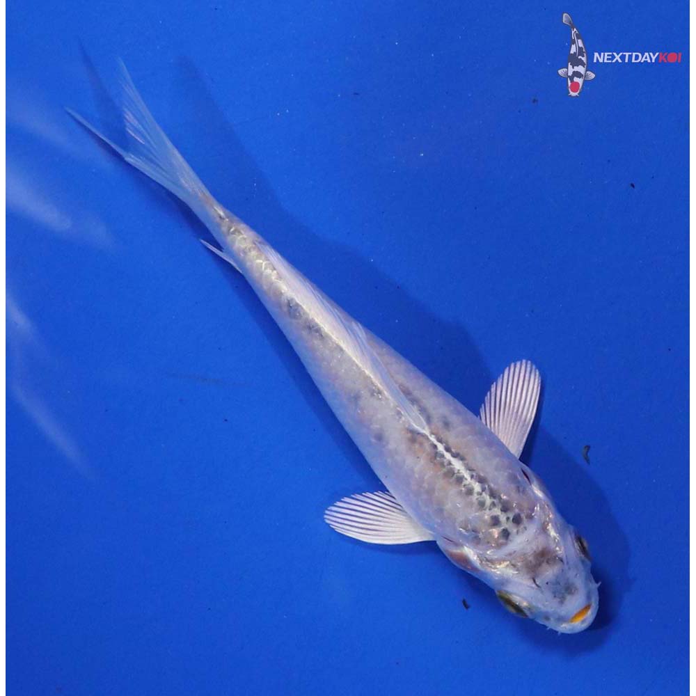 3.5” Imported Kujaku