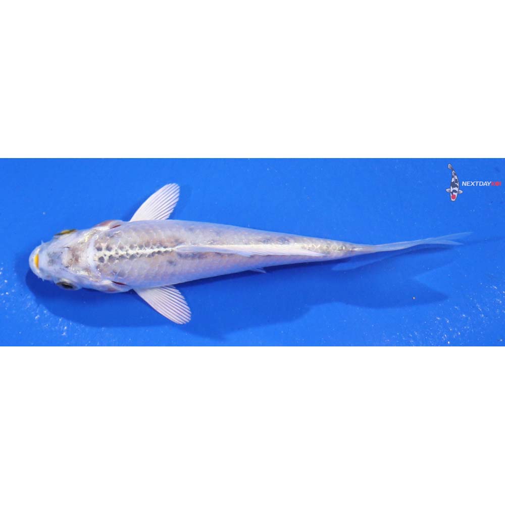 3.5” Imported Kujaku