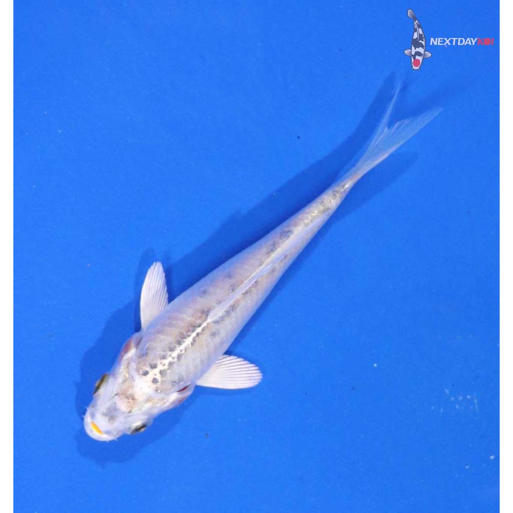 3.5” Imported Kujaku