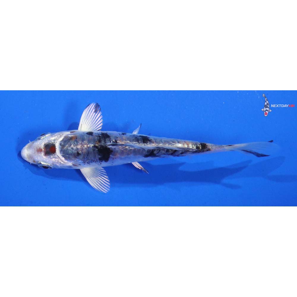 3.5” Imported Heisei Nishiki