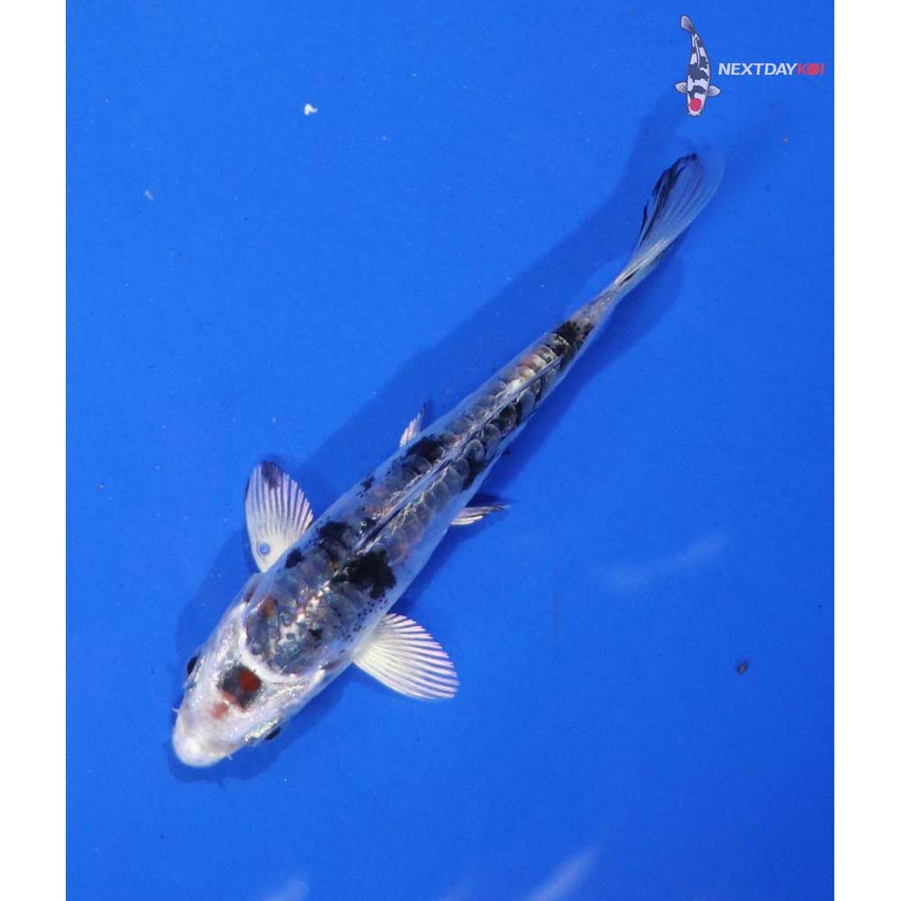 3.5” Imported Heisei Nishiki