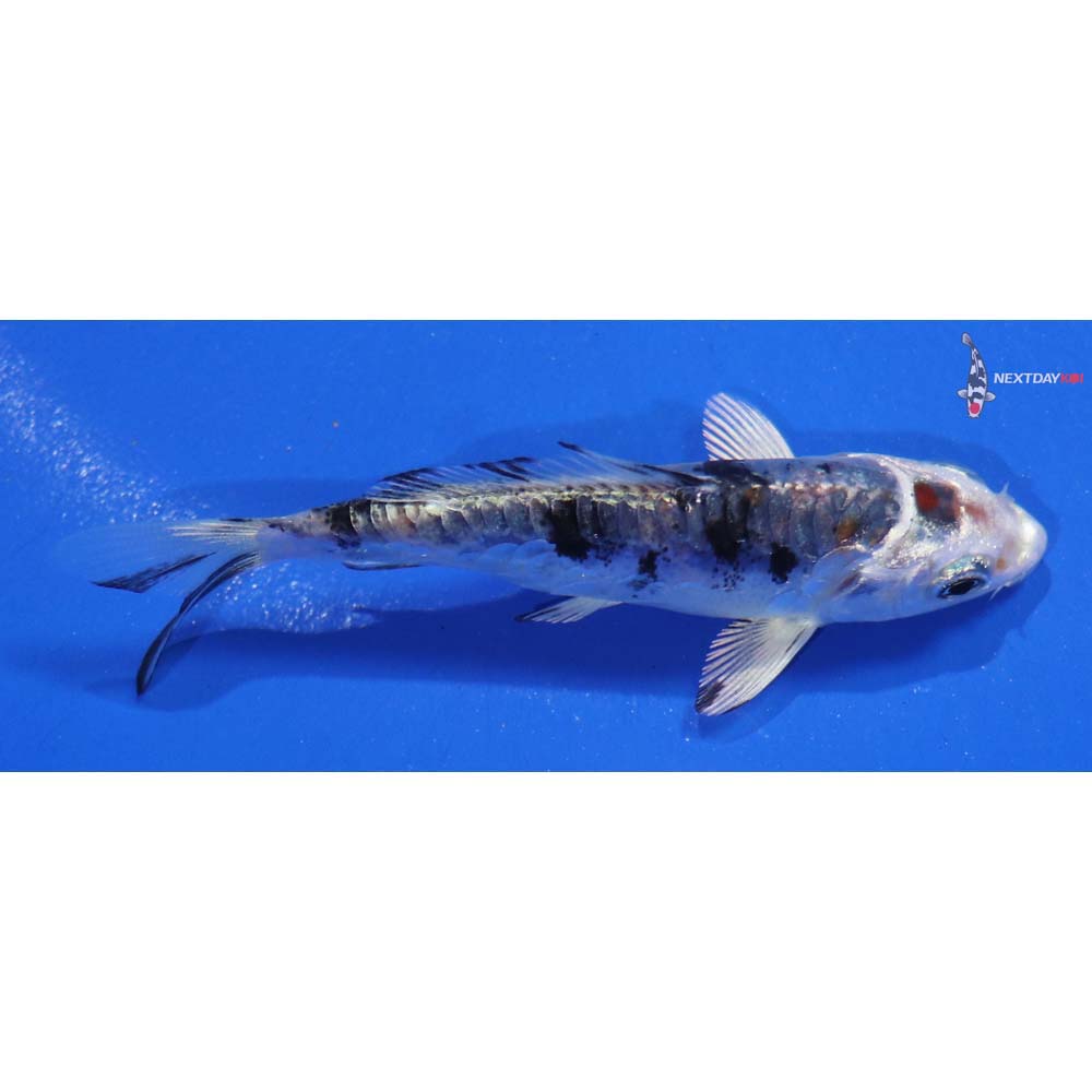 3.5” Imported Heisei Nishiki
