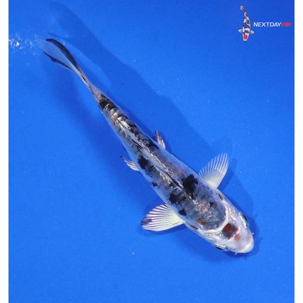3.5” Imported Heisei Nishiki