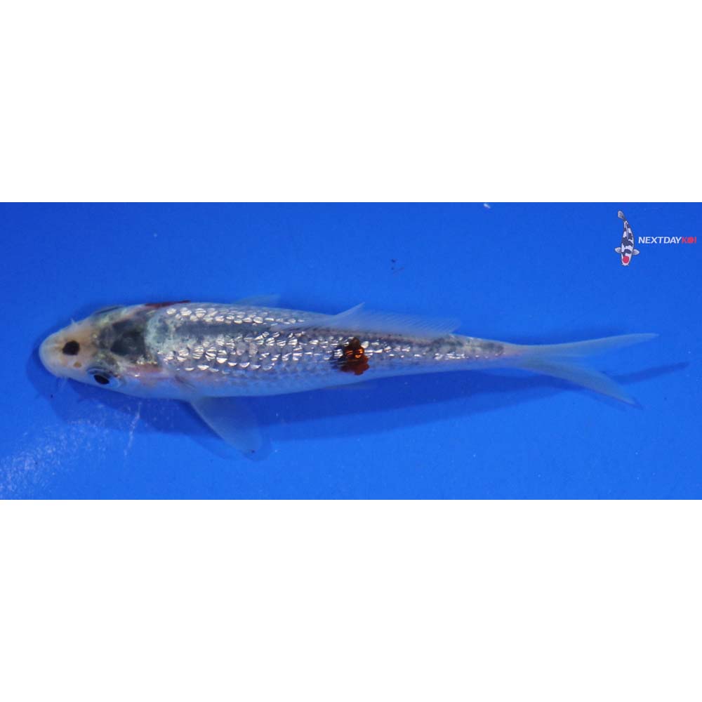 3.5” Imported Gin Rin Ochiba Shigure