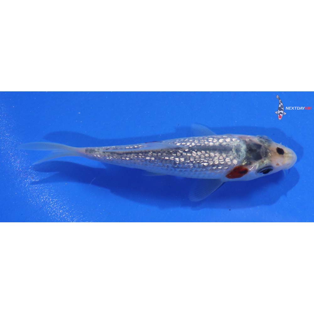 3.5” Imported Gin Rin Ochiba Shigure