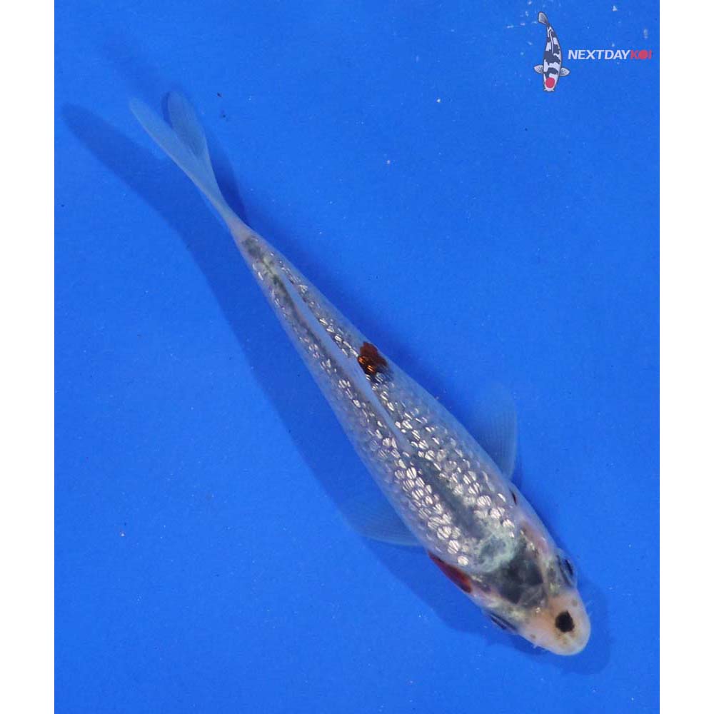 3.5” Imported Gin Rin Ochiba Shigure