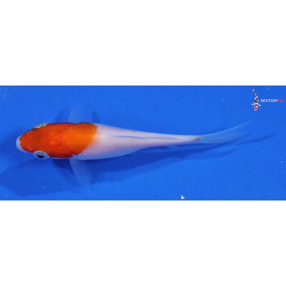 3” Imported Kohaku | Next Day Koi | Koi Fish For Sale