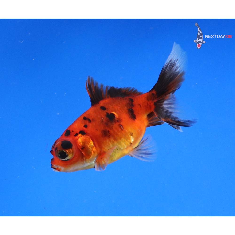 2.5” Imported Calico Telescope Fantail