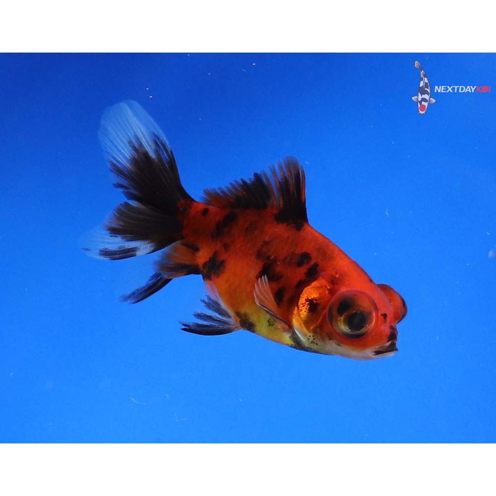 2.5” Imported Calico Telescope Fantail