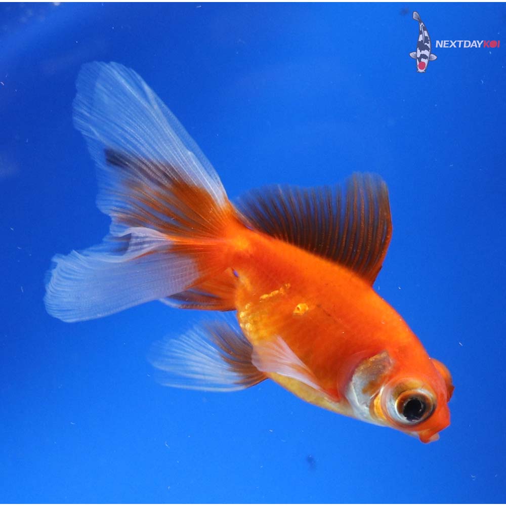 3.5” Imported Red and White Telescope Fantail
