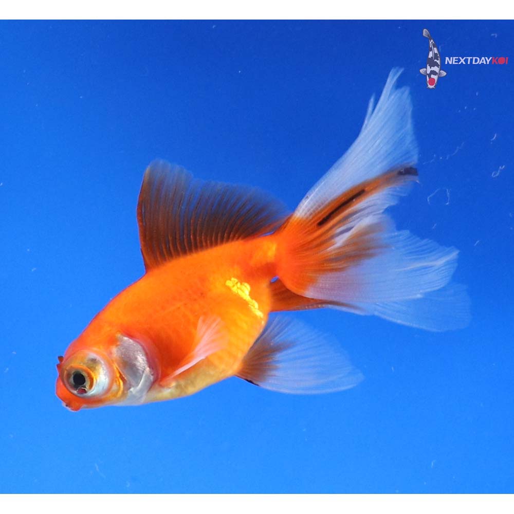 3.5” Imported Red and White Telescope Fantail