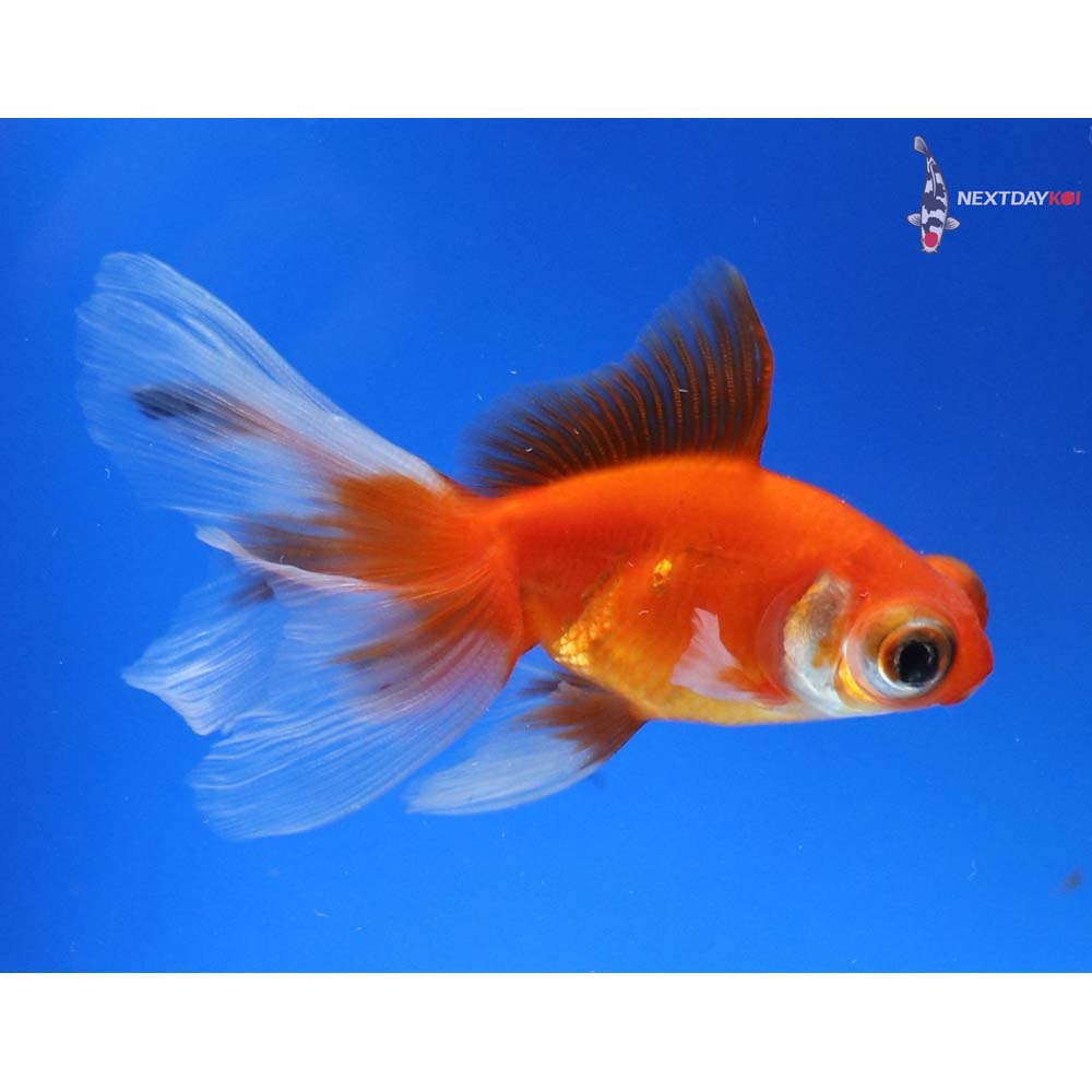 3.5” Imported Red and White Telescope Fantail