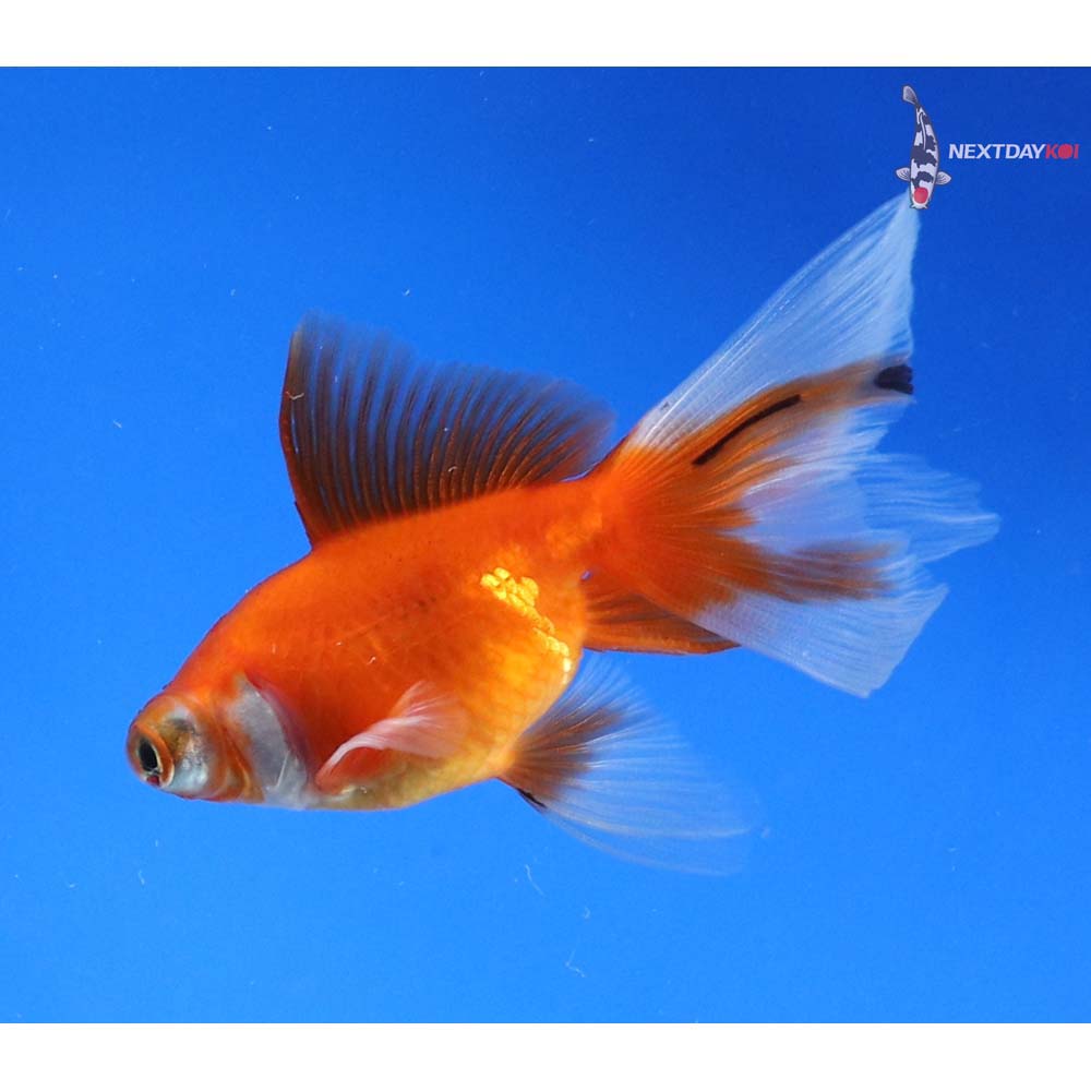 3.5” Imported Red and White Telescope Fantail