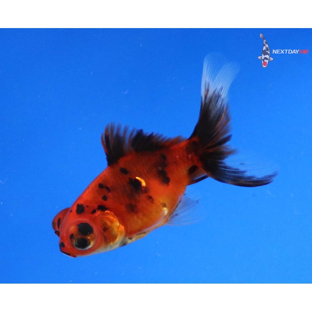 2.5” Imported Calico Telescope Fantail